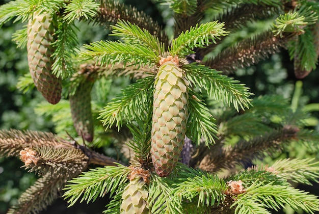 Branch with spruce tree cone