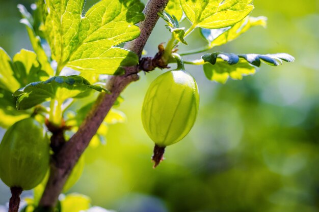 Branch with sweet ripe green gooseberries agrus in the garden