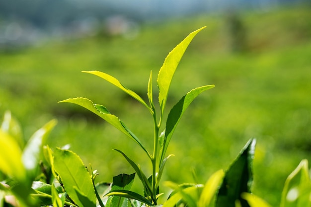 Ramo con foglie di tè su sfondo soleggiato