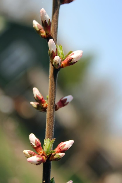 프루누스 토멘토사 (Prunus tomentosa) 의 꽃이 열리지 않은 이 있는 가지