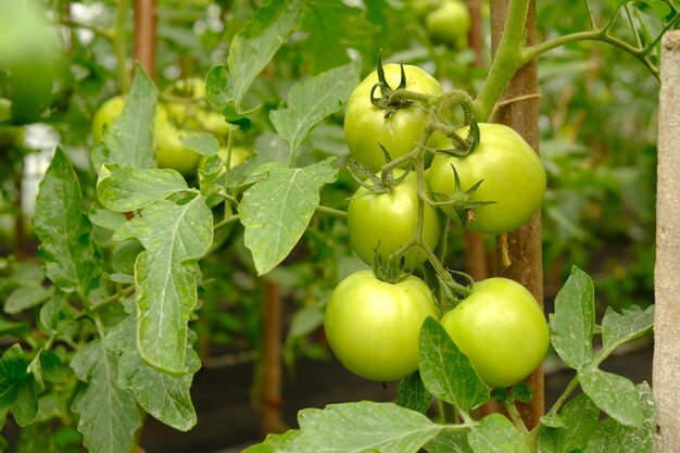 Branch with unripe green tomatoes growing in a greenhouse close-up.