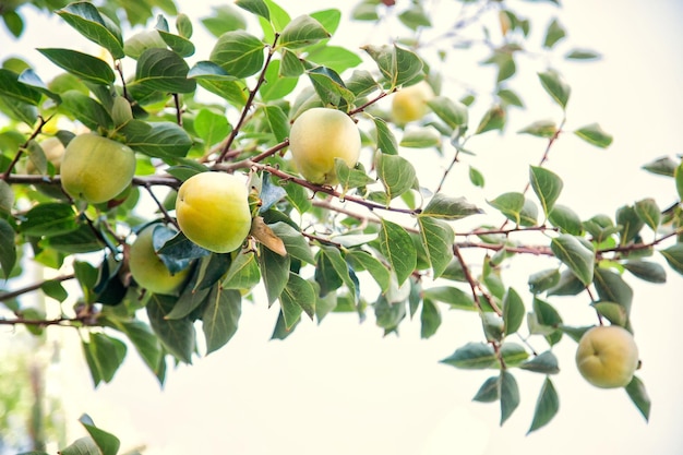 A branch with unripe persimmon fruits in the garden against the blue sky in the background light