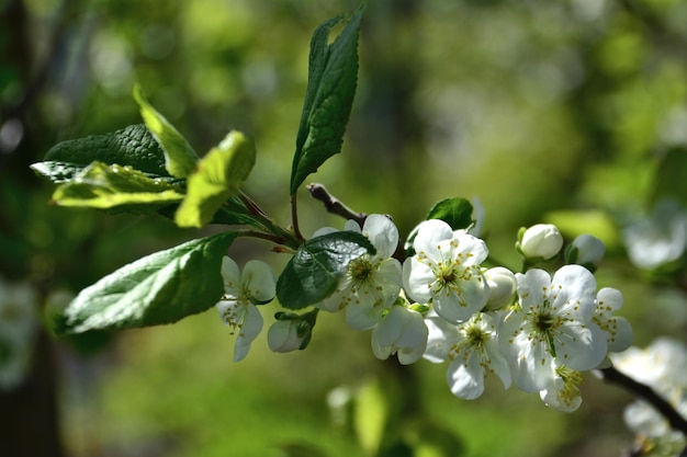 branch with white flowers of blooming apple tree isolated with twigs and green leaves, macro