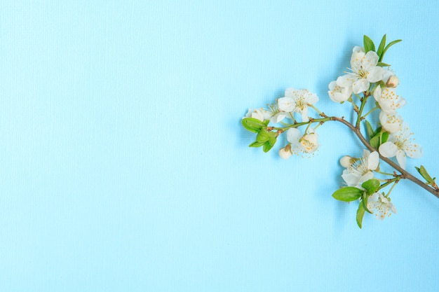 Branch with white flowers on a blue background, space for text. Spring background. Template, frame. Easter