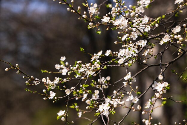 白い花と緑の葉が太陽の光に照らされている枝