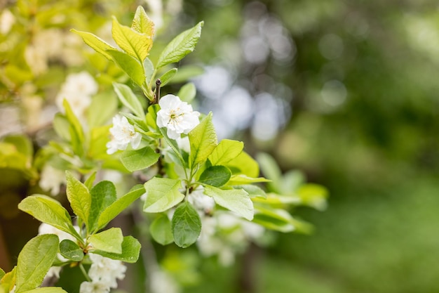 Branch with white flowers of plum tree branches of a plum tree Prunus domestica on a nice sunny day in the background in early spring