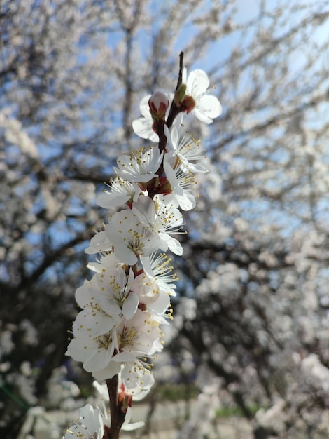 A branch with white flowers and the word " spring " on it.