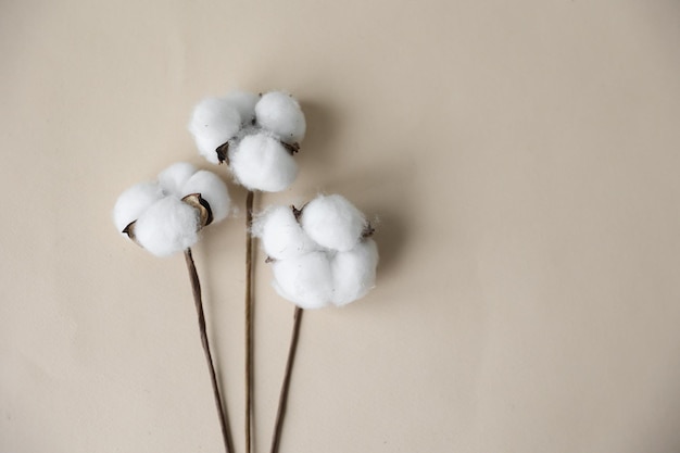 Photo branch with white fluffy cotton flowers on beige background flat lay delicate light beauty cotton background natural organic fiber agriculture cotton seeds raw materials for making fabric