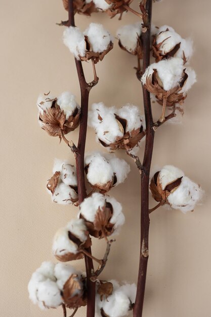 Branch with white fluffy cotton flowers on beige background flat lay Delicate light beauty cotton background Natural organic fiber agriculture cotton seeds raw materials for making fabric