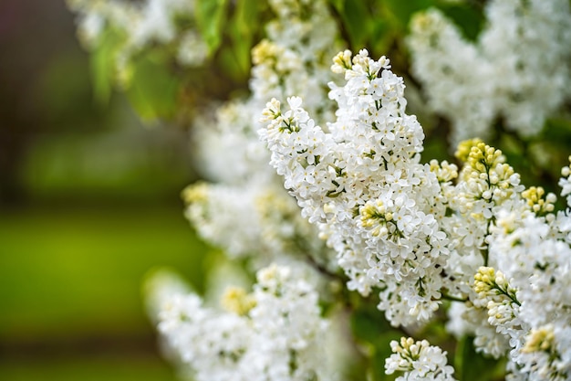 Branch with white lilac spring flowers bright blooms of spring lilacs bush soft focus closeup