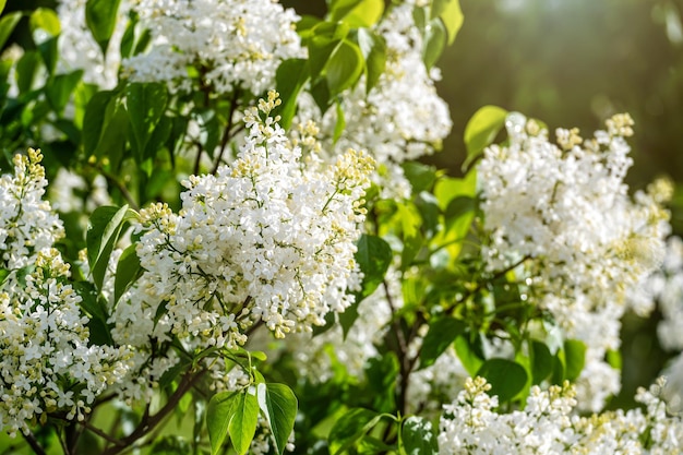 Branch with white lilac spring flowers bright blooms of spring lilacs bush soft focus closeup