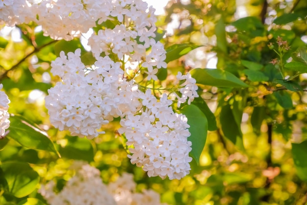 白いライラック春の花と枝春ライラック ブッシュ ソフト フォーカス クローズ アップ緑の葉春の花晴れた暖かい天気の明るい花