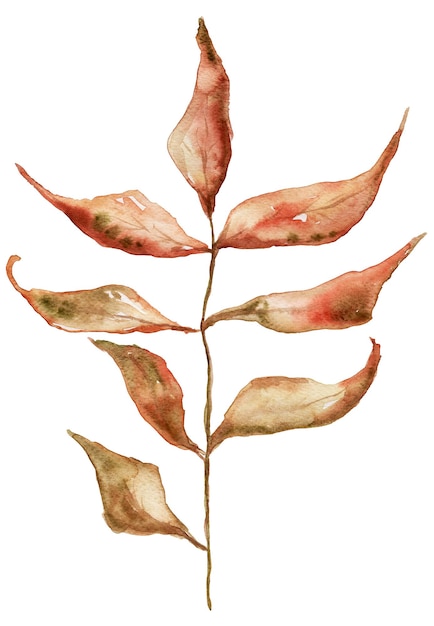 Branch with withered leaves watercolor isolated element