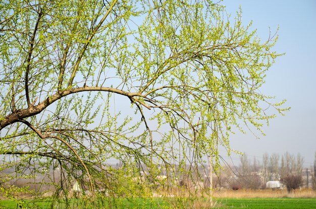 Branch with young leaves on a background of a farm