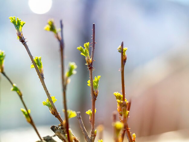 A branch with young leaves Concept of the beginning of spring