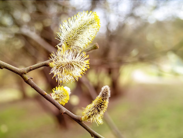 A branch with young leaves Concept of the beginning of spring