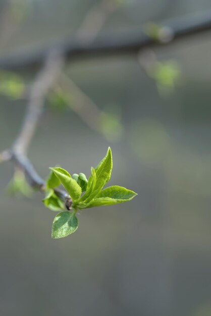 A branch with young leaves in natural conditions in spring