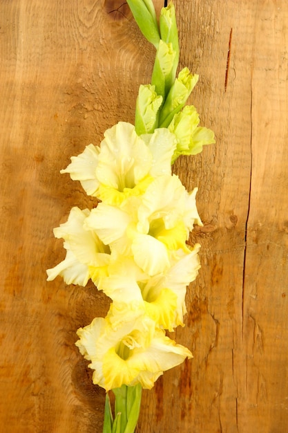 Branch of yellow gladiolus on wooden background closeup