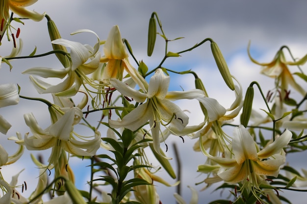 branch of yellow and white lilies with buds with selective focus against the sky in counter light