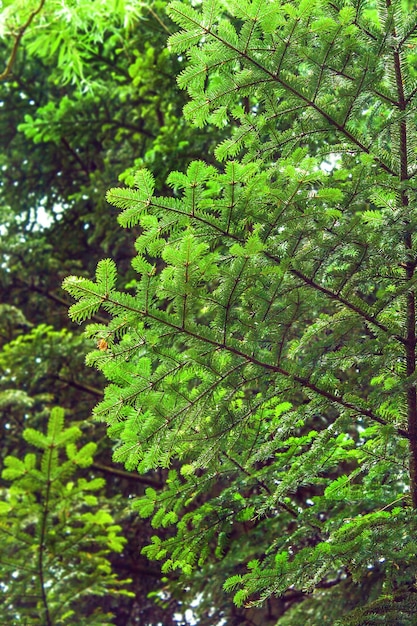 Foto ramo di un giovane albero in una foresta di abeti rossi