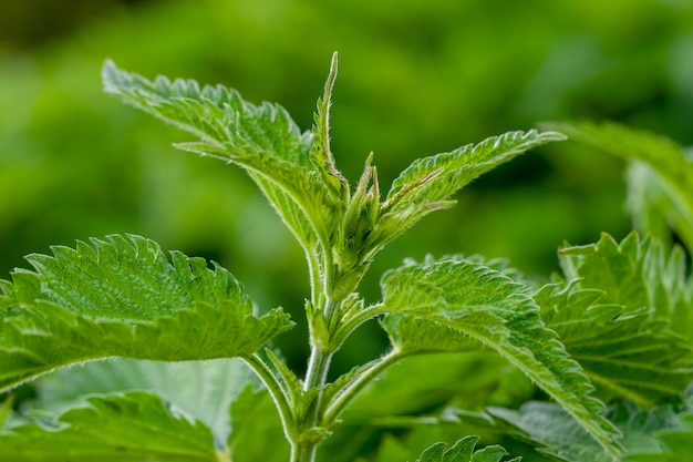 Branche of nettle herb