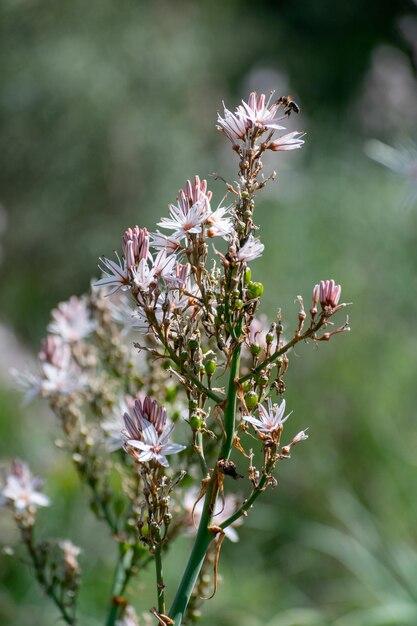 Branched Asphodel Asphodelus ramosus