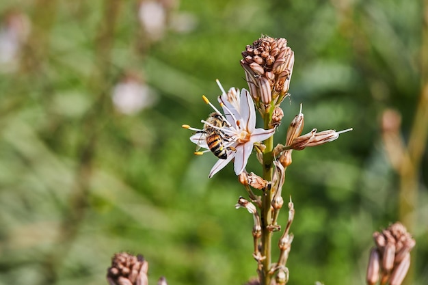 Branched Asphodel A species of asphodel also known as King's Wand King's Staff and Small Asphodel its botanical name is Asphodelus Ramosus Bee on flower collecting pollen