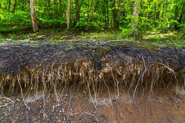 Branched bare tree roots