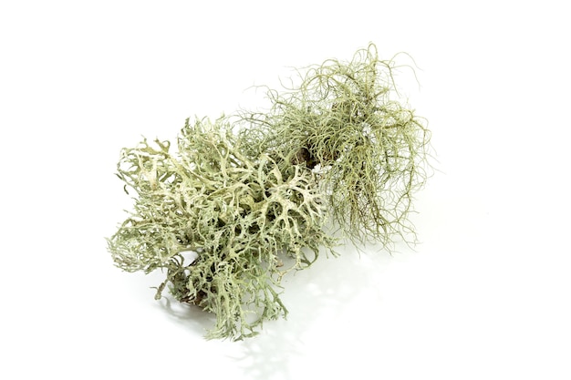 Branched lichen isolated on white