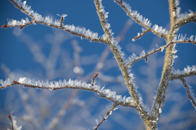 Branches adorned with frost crystals and ice formations