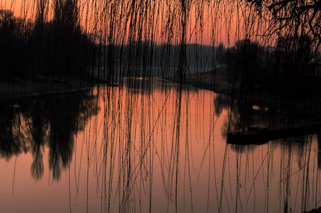 Photo branches against river during sunrise