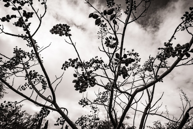 Branches against the sky in black and white