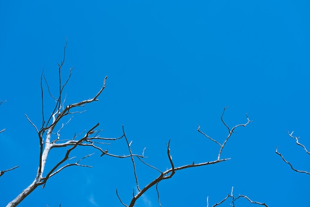 branches against sky