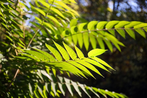 The branches of ailanthus altissima