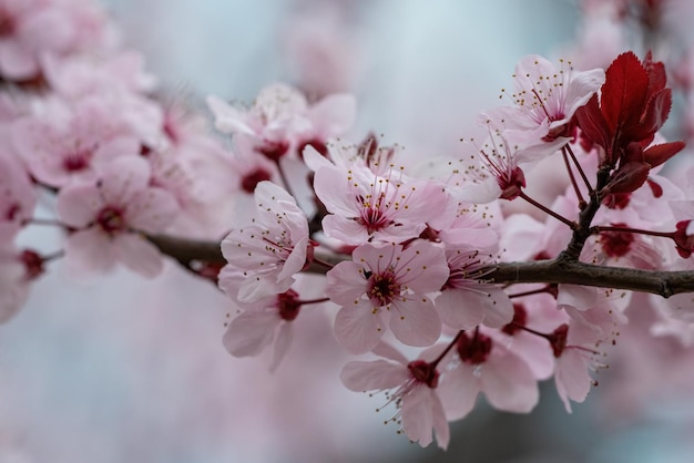 Branches of the almond tree in blossom with white flowers and black leaves in spring