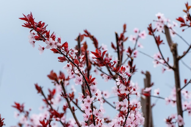 Branches of the almond tree in blossom with white flowers and black leaves in spring