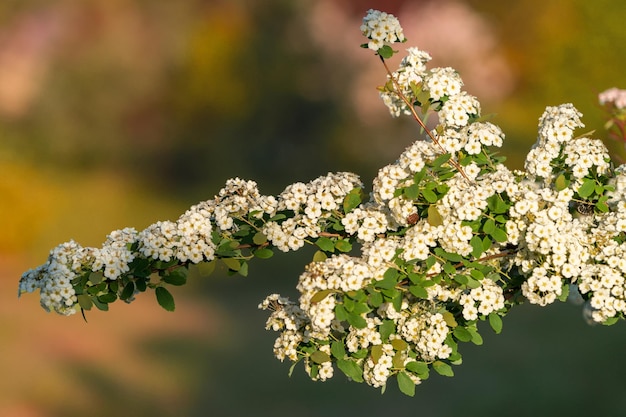 A branches of an apple tree with white flowers blooms in the garden