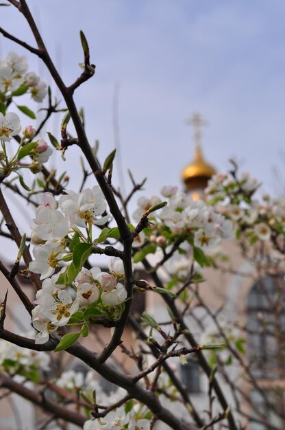 Branches of apple trees are in bloom against the background of the blue sky and the dome of the church The concept of the Easter holiday Blurry background Bokeh