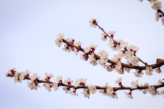 Branches of apricot tree in the period of spring flowering on blurred sky background. Shallow depth of field. Selective focus on flowers.