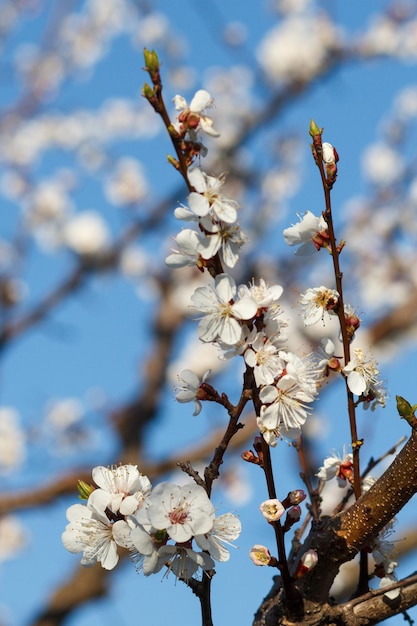 Branches of apricot tree in the period of spring flowering with blue sky on the background. Shallow depth of field. Selective focus on flowers.