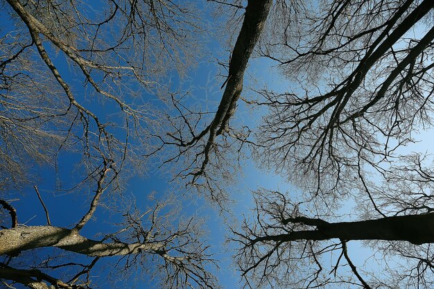 branches autumn top background / abstract seasonal sky background