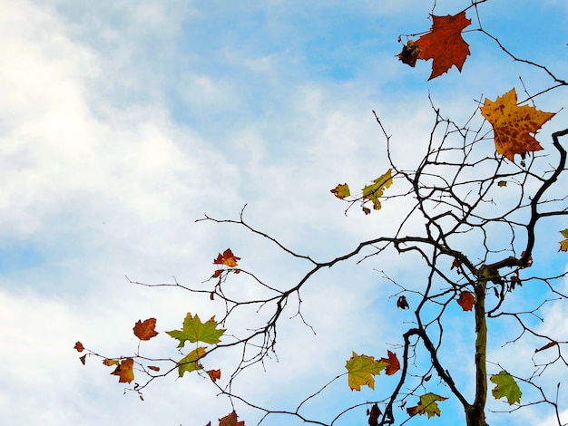 Branches of autumnal dry maple leaves against blue sky