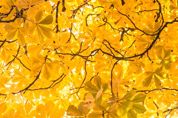 Branches and autumnal leaves