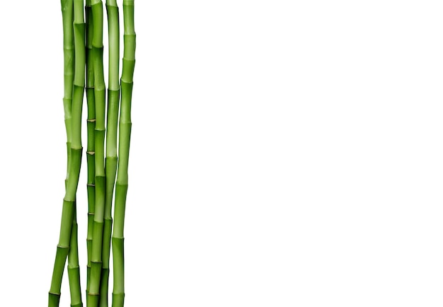 Branches of bamboo isolated on white background Bamboo shoots with bamboo leaves for design