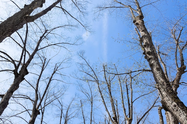 Branches of bare trees with young leaves against blue sky