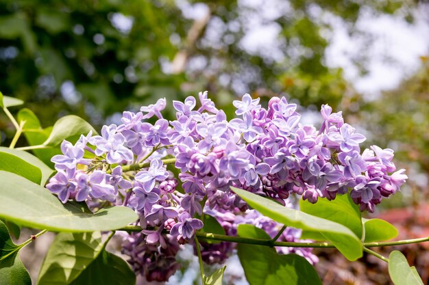 美しい花のライラックの枝。晴れた春の日に、ライラックの茂みが庭に咲きました。紫色のライラックの茂み