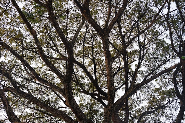 The branches of a big tree in the forest at thailand