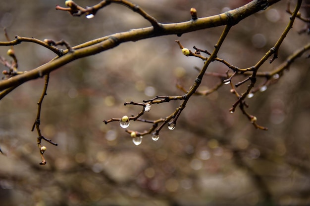 Branches of birch with earrings in raindrops on a background in the forest