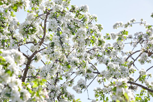 Branches of blooming apple tree against the blue sky