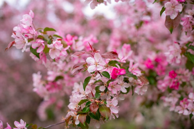 branches of a blooming Apple tree, large tender white and pink buds as a symbol of spring